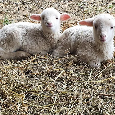 Wohlfuehloase Am Trausdorfberg Mit Sauna, Whirlpool Und Panorama Sankt Marein bei Graz