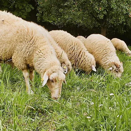 Wohlfuehloase Am Trausdorfberg Mit Sauna, Whirlpool Und Panorama * Sankt Marein bei Graz