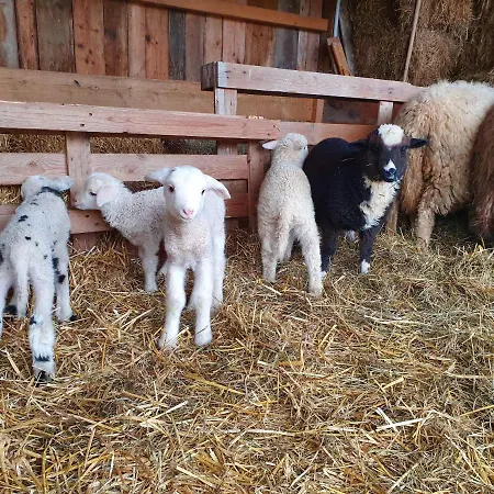 Wohlfuehloase Am Trausdorfberg Mit Sauna, Whirlpool Und Panorama Appartamento
