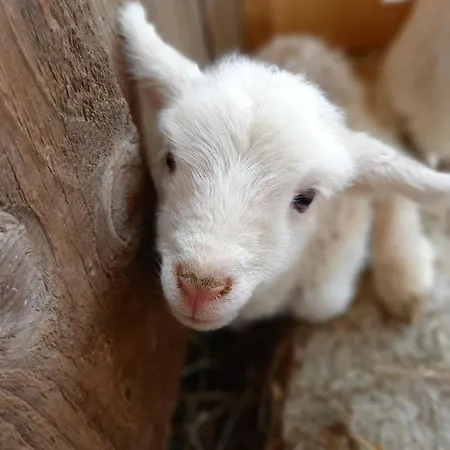 Wohlfuehloase Am Trausdorfberg Mit Sauna, Whirlpool Und Panorama