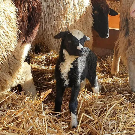 Appartamento Wohlfuehloase Am Trausdorfberg Mit Sauna, Whirlpool Und Panorama Sankt Marein bei Graz