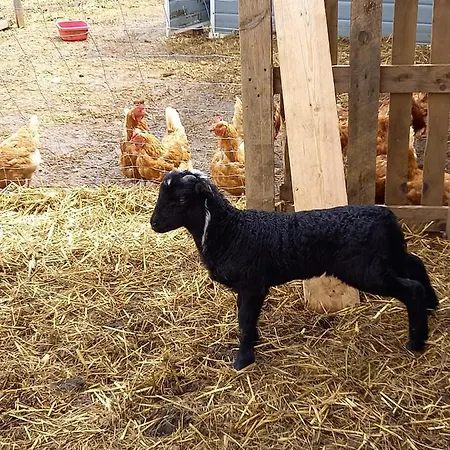 Wohlfuehloase Am Trausdorfberg Mit Sauna, Whirlpool Und Panorama