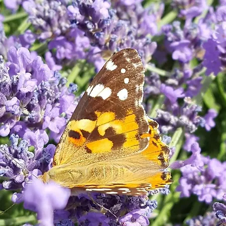 Wohlfuehloase Am Trausdorfberg Mit Sauna, Whirlpool Und Panorama Appartamento