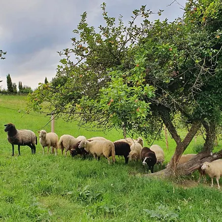 شقة Wohlfuehloase Am Trausdorfberg Mit Sauna, Whirlpool Und Panorama *