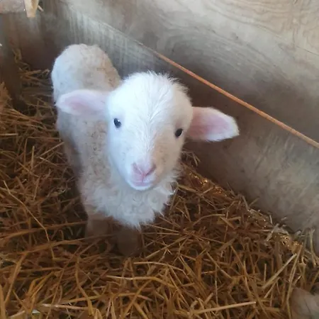 Wohlfuehloase Am Trausdorfberg Mit Sauna, Whirlpool Und Panorama * Sankt Marein bei Graz