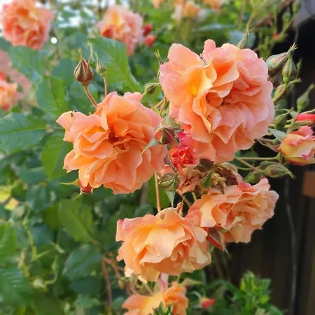 Appartamento Wohlfuehloase Am Trausdorfberg Mit Sauna, Whirlpool Und Panorama