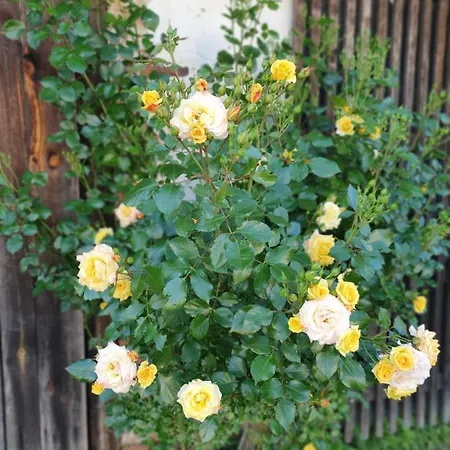 Appartamento Wohlfuehloase Am Trausdorfberg Mit Sauna, Whirlpool Und Panorama