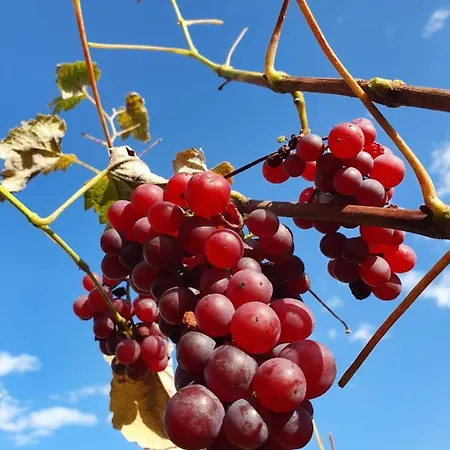 Appartamento Wohlfuehloase Am Trausdorfberg Mit Sauna, Whirlpool Und Panorama *