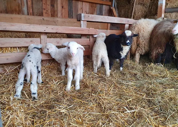 Wohlfuehloase Am Trausdorfberg Mit Sauna, Whirlpool Und Panorama 公寓