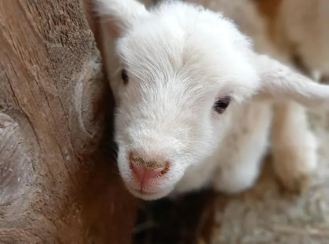 Wohlfuehloase Am Trausdorfberg Mit Sauna, Whirlpool Und Panorama