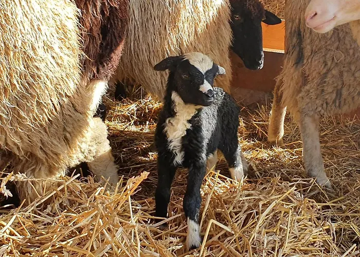 公寓 Wohlfuehloase Am Trausdorfberg Mit Sauna, Whirlpool Und Panorama Sankt Marein bei Graz