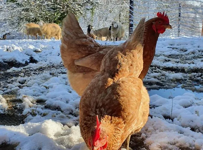 Wohlfuehloase Am Trausdorfberg Mit Sauna, Whirlpool Und Panorama شقة