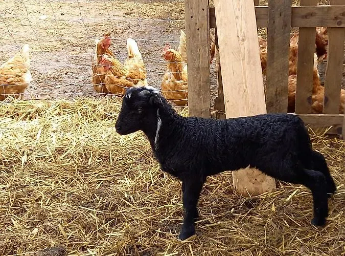 Wohlfuehloase Am Trausdorfberg Mit Sauna, Whirlpool Und Panorama