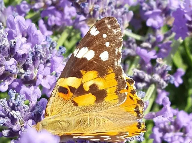 Wohlfuehloase Am Trausdorfberg Mit Sauna, Whirlpool Und Panorama 公寓