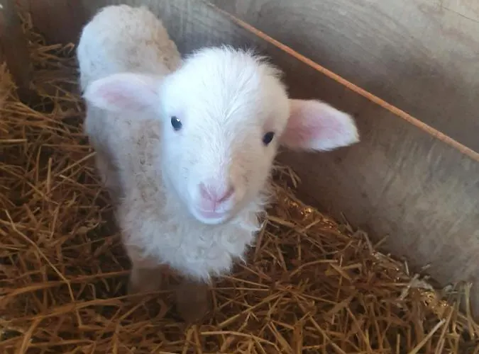 Wohlfuehloase Am Trausdorfberg Mit Sauna, Whirlpool Und Panorama * Sankt Marein bei Graz