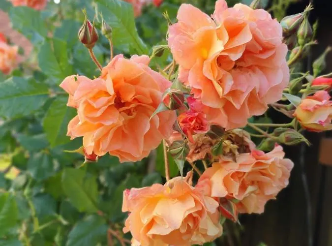 公寓 Wohlfuehloase Am Trausdorfberg Mit Sauna, Whirlpool Und Panorama