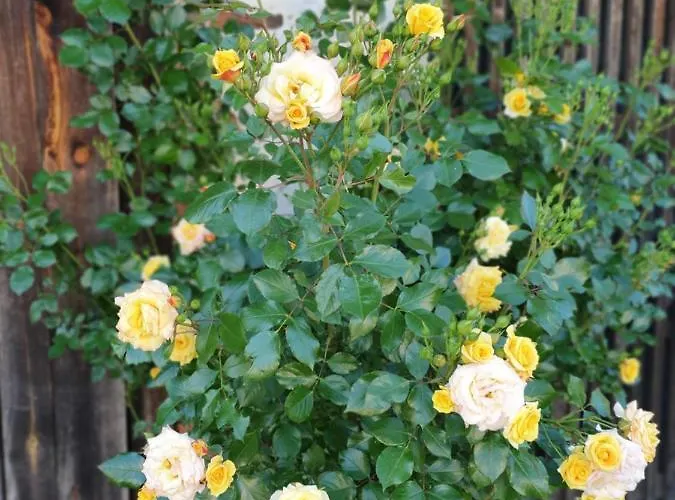 公寓 Wohlfuehloase Am Trausdorfberg Mit Sauna, Whirlpool Und Panorama