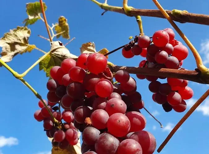 公寓 Wohlfuehloase Am Trausdorfberg Mit Sauna, Whirlpool Und Panorama *